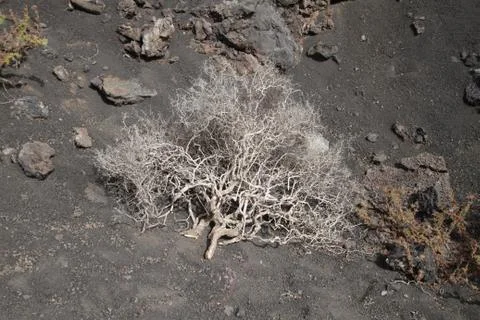 Lanzarote Stock Photos