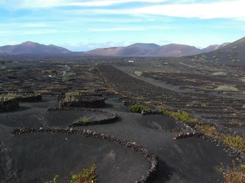 Lanzarote Vinyard Stock Photos