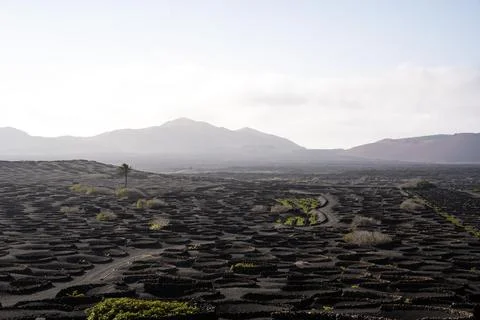 Lanzarote's unique volcanic landscape with vineyard circles in La Geria Stock Photos