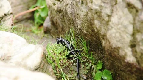 Lanza's alpine salamander among grass and rocks in its endemic habitat, Pian del Stock Footage 344536537