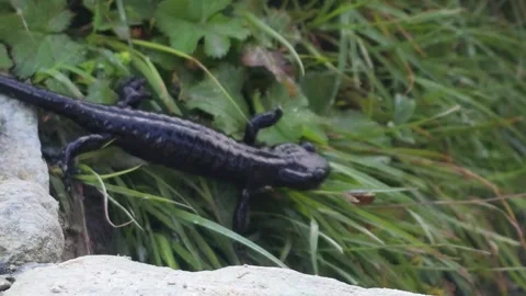 Lanza's alpine salamander crossing grass in its endemic alpine habitat, Pian del Stock Footage 344536499