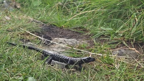 Lanza's alpine salamander moving over a mossy rock slab, Pian del Re, Monviso, Stock Footage 344536508