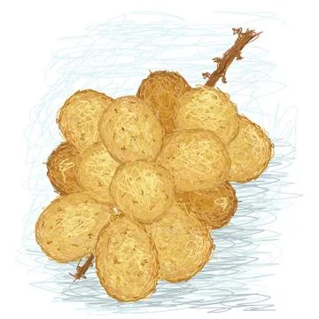 Lanzones Stock Illustration