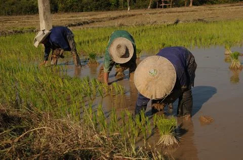 Lao farmer Stock Photos