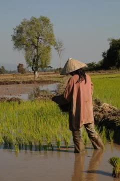 Lao farmer Stock Photos