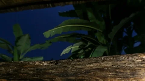 Lao Snail Stock Footage 105885909