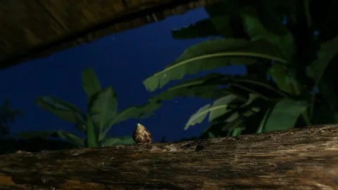 Lao Snail Stock Footage 107535843