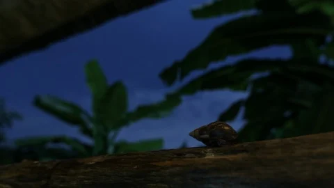 Lao Snail Stock Footage 107537948