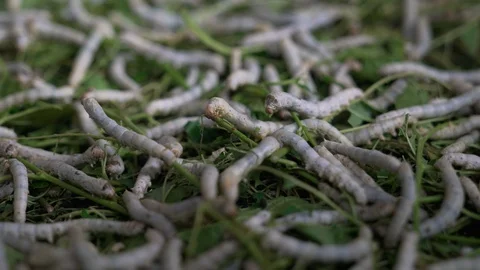 LAOS 01 caterpillars Stock Footage 129395711