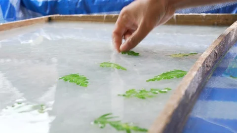 LAOS 04 making handmade paper Stock Footage 129399005
