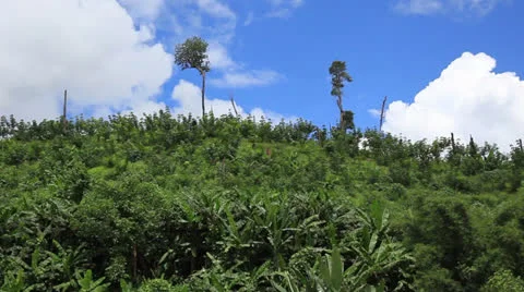 Laos Burma Myanmar Golden Triangle Mekong River DEFORESTATION Stock Footage 26533403
