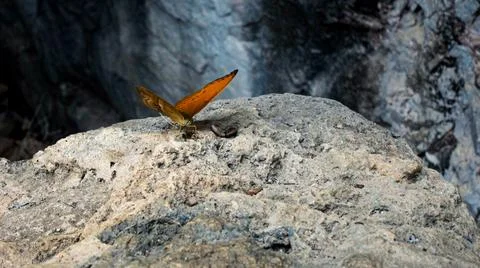 Laos Butterfly Stock Photos