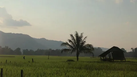 Laos RiceField Farmer Working Stock-Footage 314746983