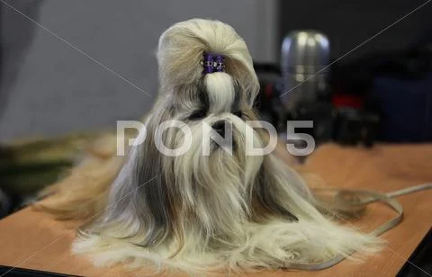 Lap dog Stock Photos