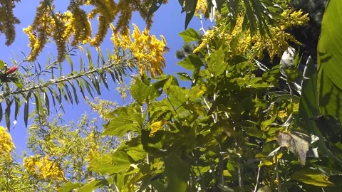 In the lap of nature's greenery Stock Footage 253477652