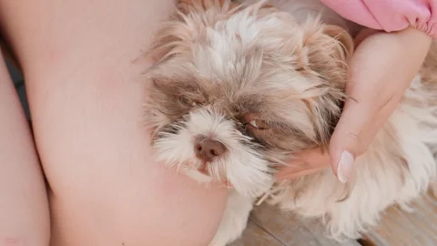 Lap Puppy Snoozing Under Gentle Hand, Eyelids Drooped And Soft Muzzle Resting Stock Footage 324523436