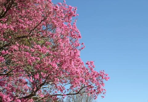 Lapacho en flor primavera Stock Photos