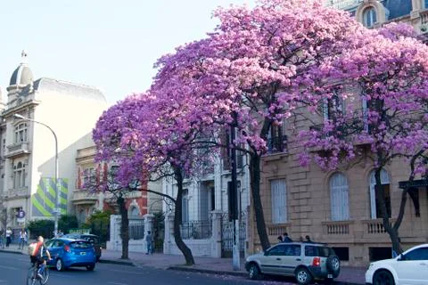 Lapacho tree Stock Photos