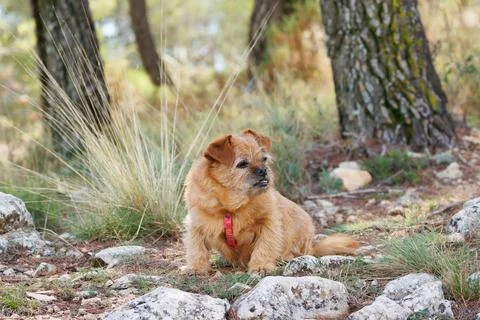 Lapdog sitting on the forest path Stock Photos