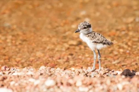 Lapewing chick at lake Stock Photos
