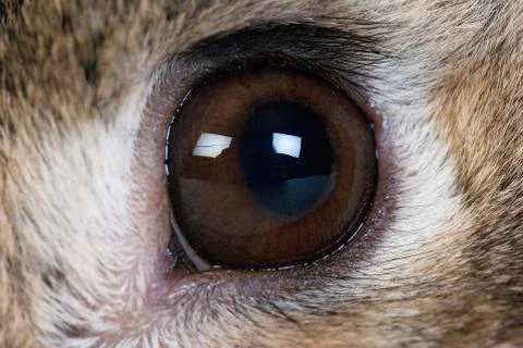 LAPIN NORMAND Stock Photos