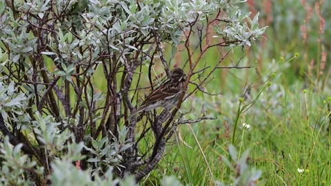Lapland bunting perched in shrub in Hardanger Norway Stock Footage 346418272