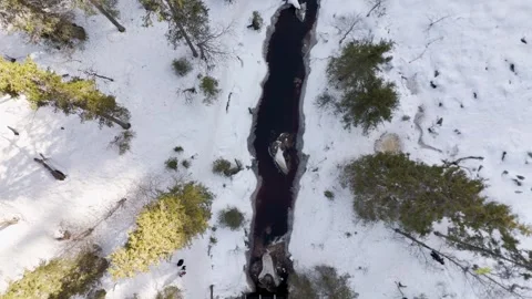 Lapland forest Video stock 275446544