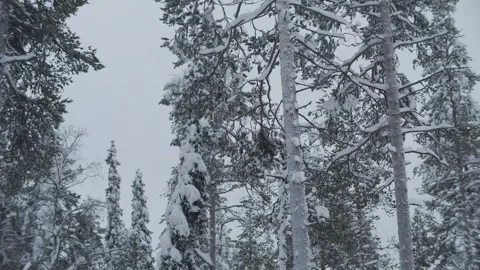 Lapland Forest Pan Stock Footage 242857729