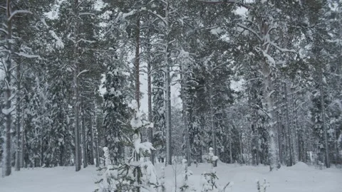 Lapland Forest Snow Stock Footage 242861485