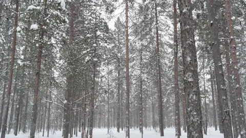 Lapland trees Stock Footage 141143285