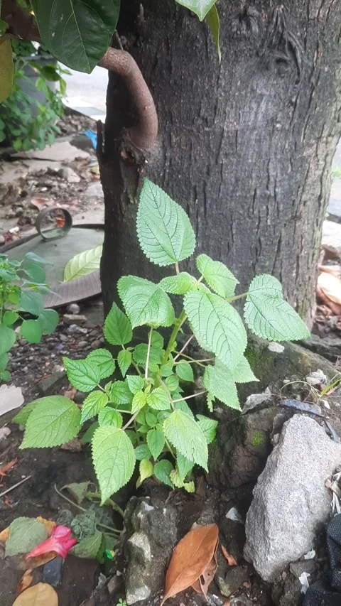 Laportea aestuans or West Indian-nettle Stock-Footage 329051253