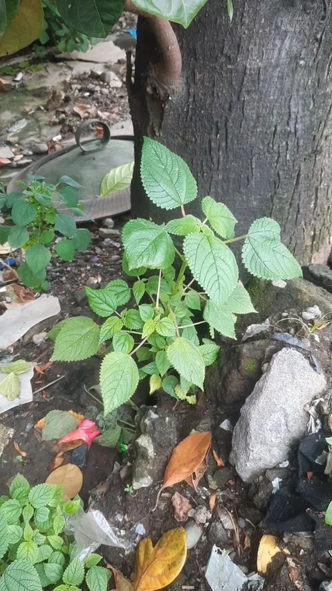 Laportea aestuans, Vertical 4k Footage Video stock 329051247