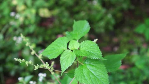 Laportea interrupta in the field Stock Footage 267719539