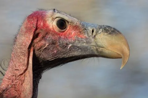 Lappet-Faced Vulture Stock Photos