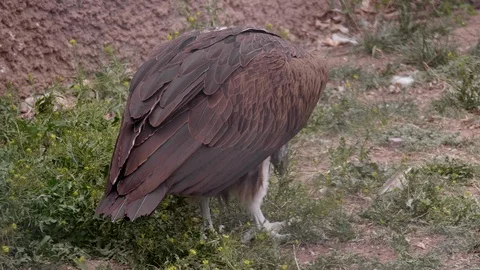 Lappet-Faced Vulture Walking Stock Footage 108679568