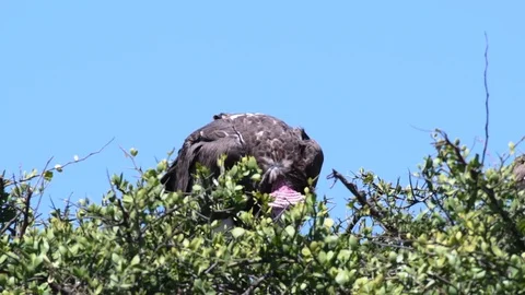 Lappet faced vultures sitting on tree top during day, Maasai Mara Stock Footage 97350706