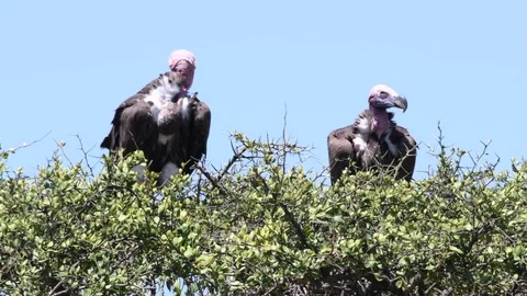 Lappet faced vultures sitting on tree top during day, Maasai Mara Stock Footage 97351961