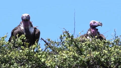 Lappet faced vultures sitting on tree top during day, Maasai Mara Stock Footage 97352003