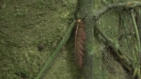 Lappet moth caterpillar Video stock 135716869