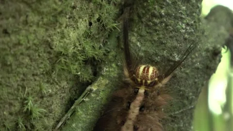 Lappet moth caterpillar Video stock 135716907