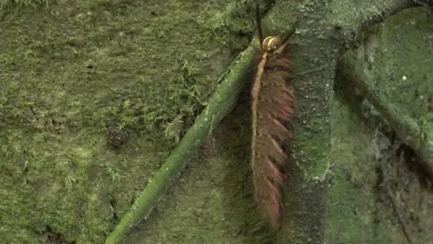 Lappet moth caterpillar Video stock 135716911