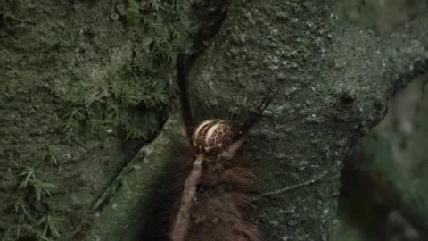 Lappet moth caterpillar Stock Footage 135716919