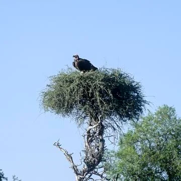 Lappetfaced Volture Stock Photos