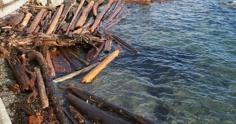 Lapping water with driftwood Stock Footage 123673643