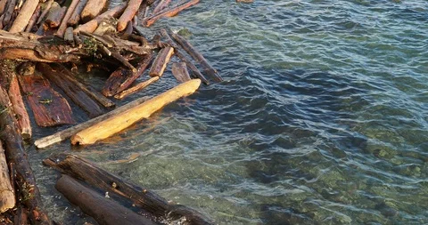 Lapping water with driftwood Stock Footage 123673661