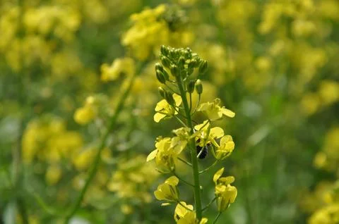 Lapsana flower Stock Photos
