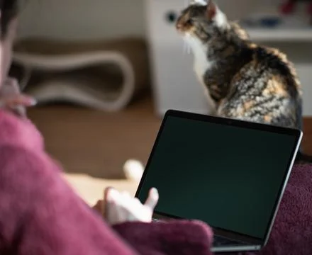 Laptop and cat on table Stock Photos