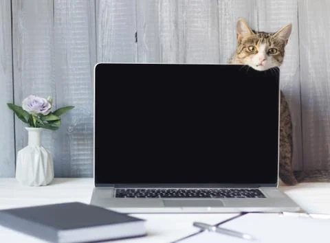 Laptop and documents in the workplace. Stock Photos