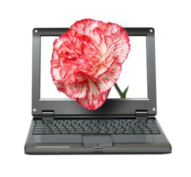 Laptop with carnation Illustrazione stock