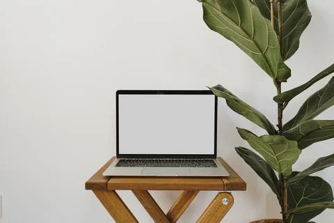 Laptop computer with blank copy space screen on wooden stool and green ficus  Stock Photos